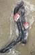 Genuine Oem Honda Accord V6 Radiator Hose Set Hoses 2003-2007 Upper / Lower